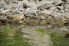Lithobates catesbeianus
