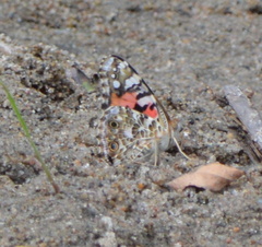 Vanessa cardui