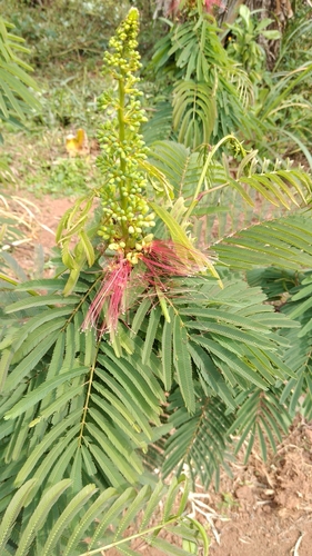 Calliandra houstoniana image