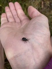 Otiorhynchus nodosus