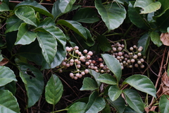 Tetrastigma lanyuense
