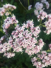Valeriana officinalis