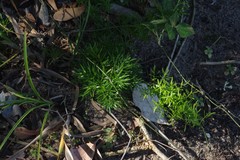 Asparagus densiflorus