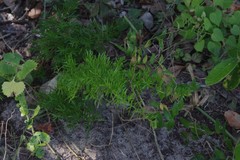 Asparagus densiflorus