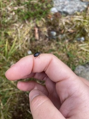 Otiorhynchus nodosus