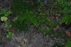 Asparagus densiflorus