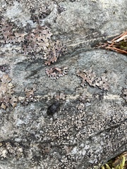 Otiorhynchus nodosus