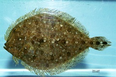 Twospot Flounder photo 1