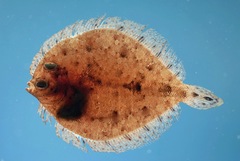 Twospot Flounder photo 2