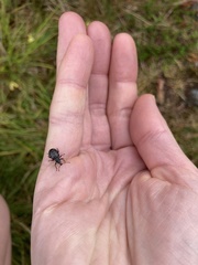 Otiorhynchus nodosus