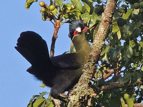 Hartlaub's Turaco