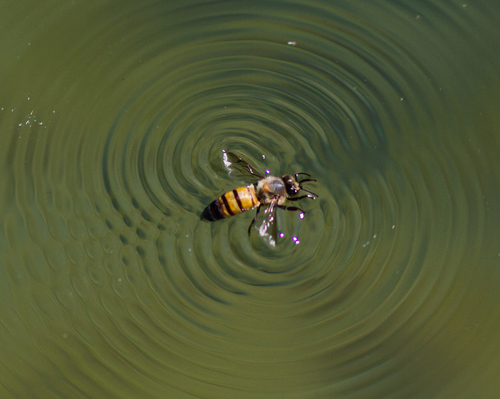 Bee
