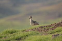 Esacus recurvirostris