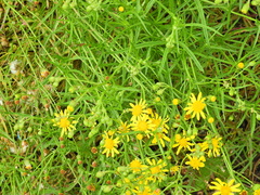 Senecio inaequidens