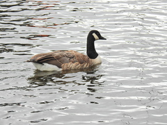 Branta canadensis