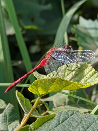 photo of Meadowhawks (Sympetrum)