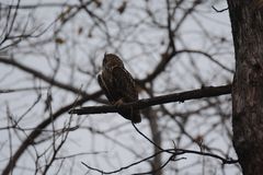 Bubo bengalensis