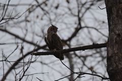 Bubo bengalensis