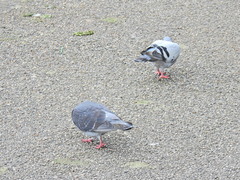 Columba livia domestica