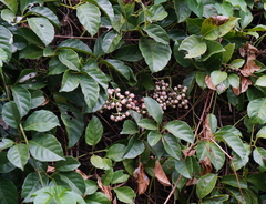 Tetrastigma lanyuense