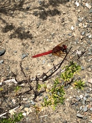 Sympetrum illotum