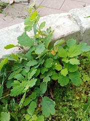 Chelidonium majus