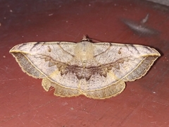 Entomogramma mediocris