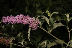 Buddleja davidii