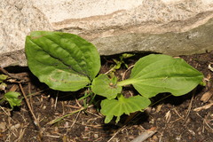 Plantago major