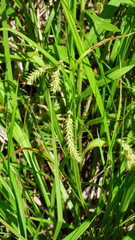 Carex schweinitzii