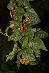 Cotoneaster rehderi