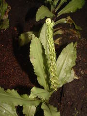 Crossoglossa tipuloides