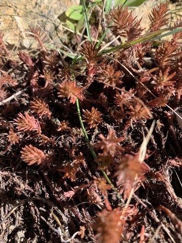 Sedum polytrichoides iNat (1)