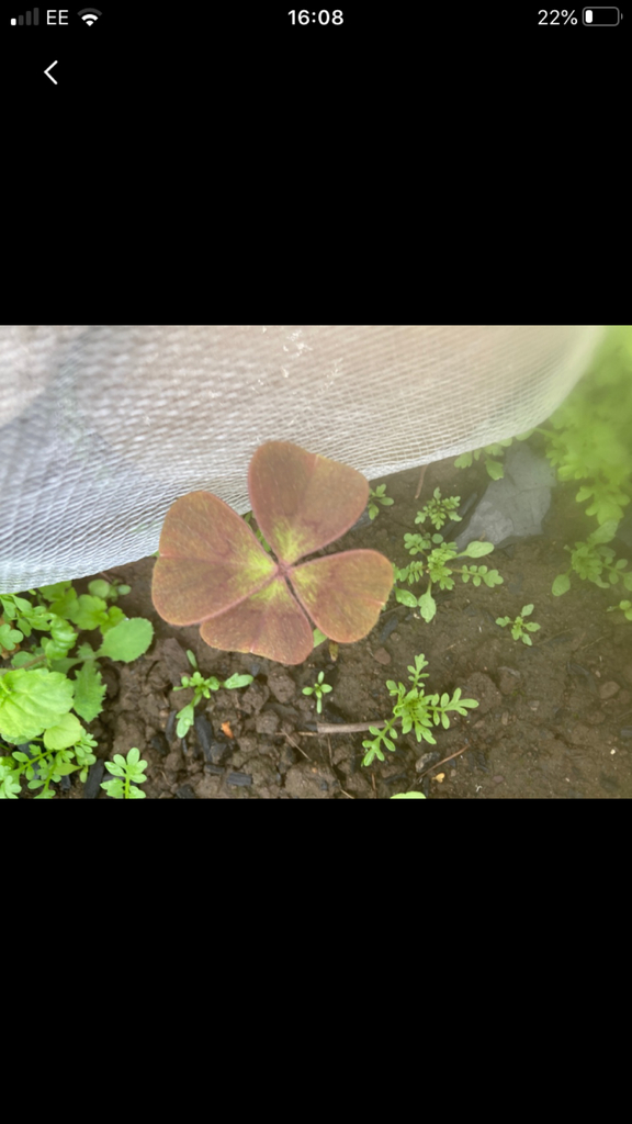 Oxalis tetraphylla, Lancaster