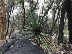 Yucca madrensis