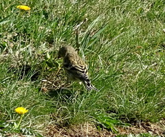 Carduelis citrinella