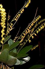 Pleurothallis quadrifida