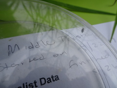 Brassicogethes aeneus