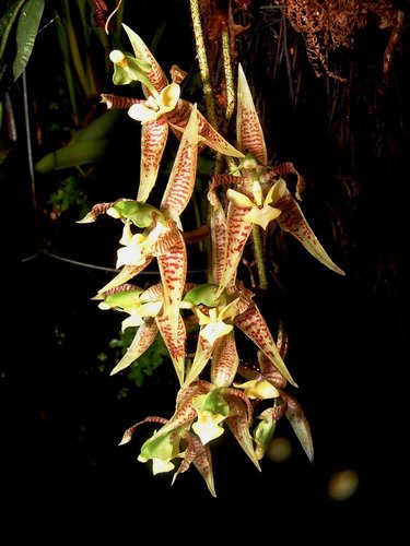 Kegeliella