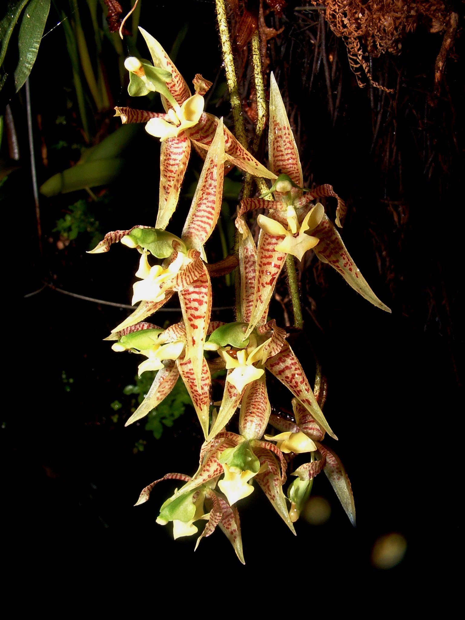 Kegeliella