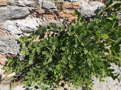 Capparis orientalis
