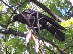 Corvus brachyrhynchos