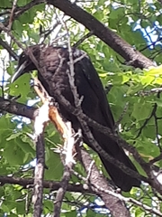 Corvus brachyrhynchos