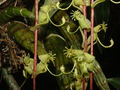 Cycnoches stenodactylon
