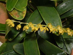 Pleurothallis quadrifida