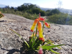 Lachenalia quadricolor