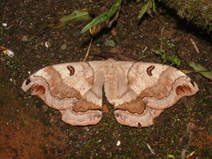Arsenurinae