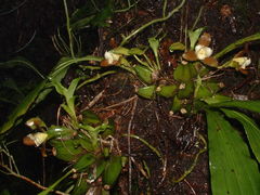 Lycaste dowiana