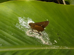 Caltoris cahira austeni