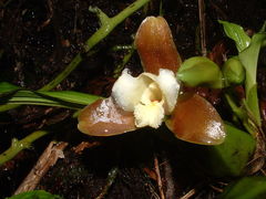 Lycaste dowiana